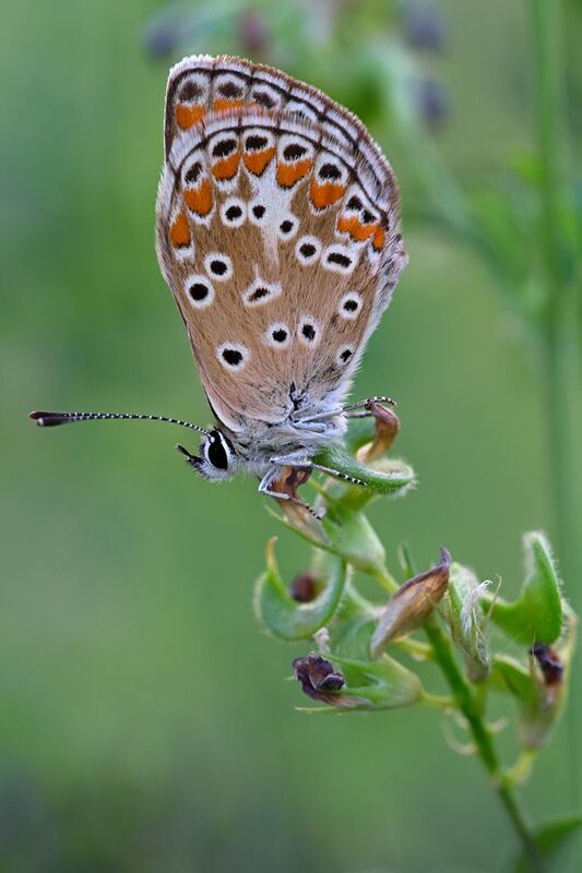 Утренняя бабочкаphoto preview