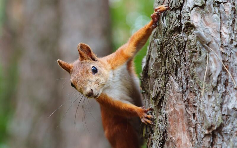 Белкаphoto preview