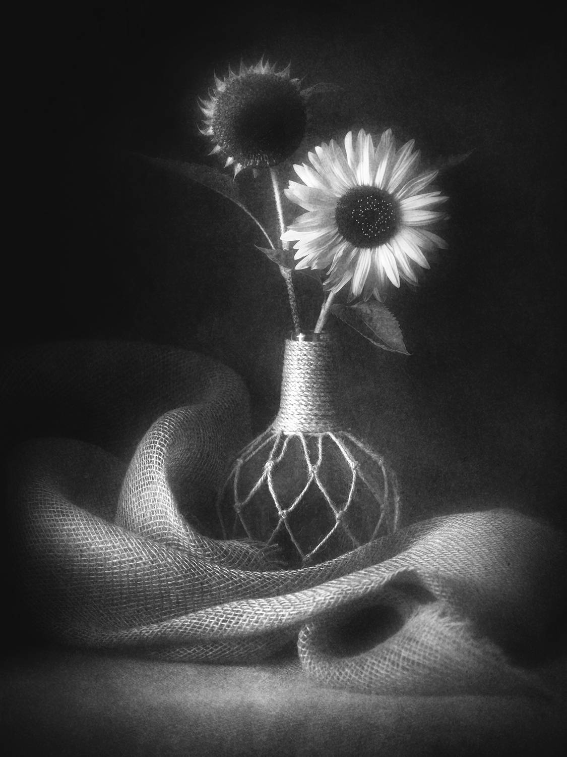 чб, натюрморт, подсолнухи, Сергей Кот