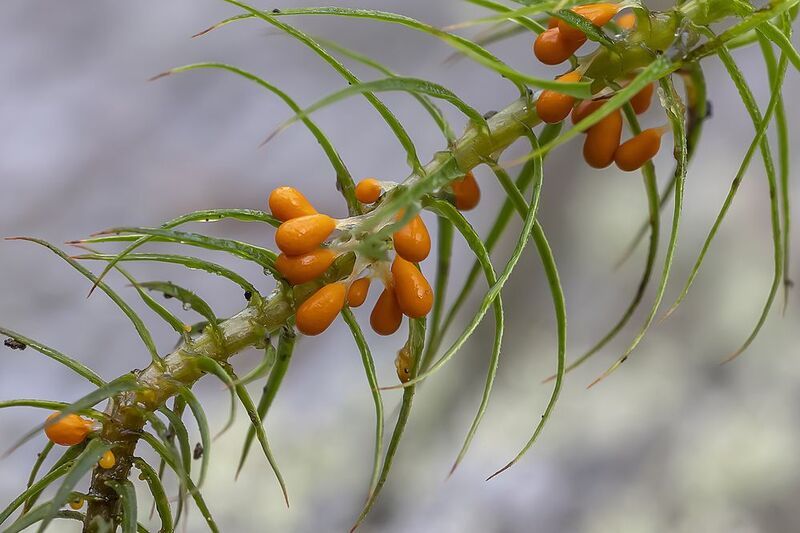 миксомицеты, сфагновый мох, леокарпус, лес Леокарпус ломкий фото превью
