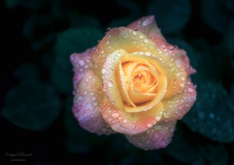 Цветы, лето, розы Про лето и цветыphoto preview