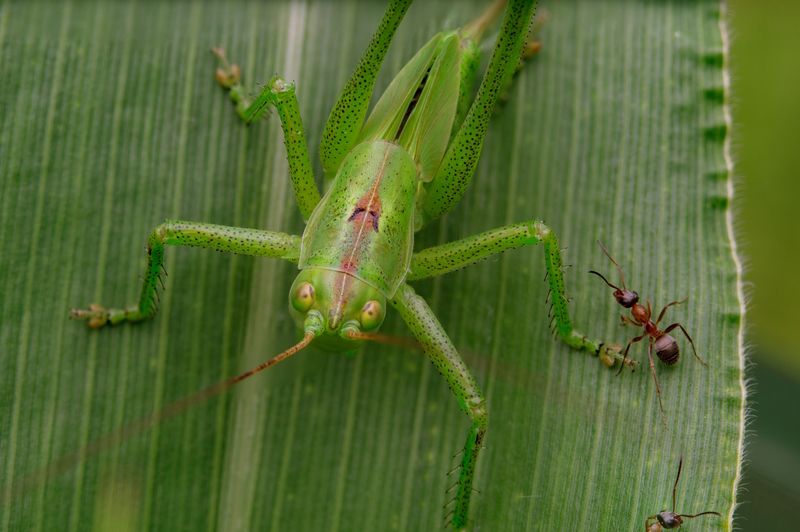 Tettigonia viridissimaphoto preview