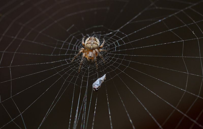 паукphoto preview