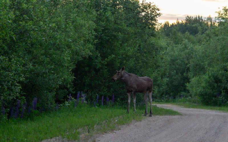 Лесной красавецphoto preview