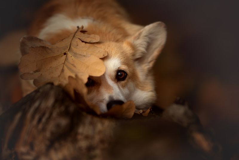 Осенний листокphoto preview