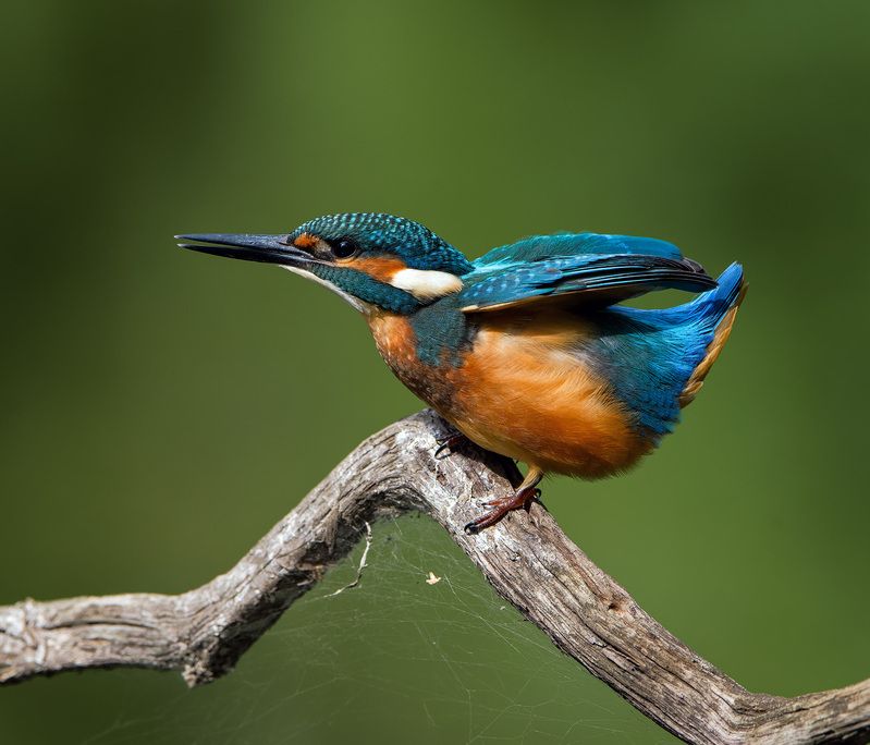 птицы зимородки Синие хвостикиphoto preview