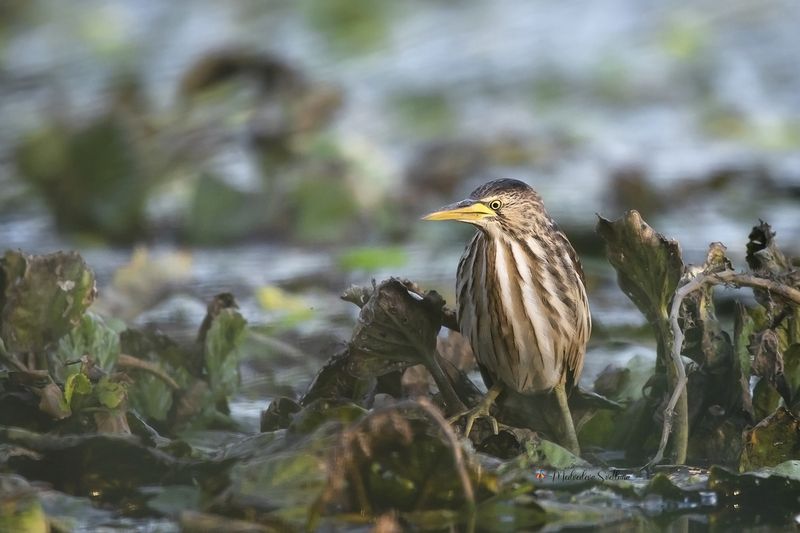 птица, выпь, малая выпь, фотоохота, дикие животные Реальная жизнь.photo preview