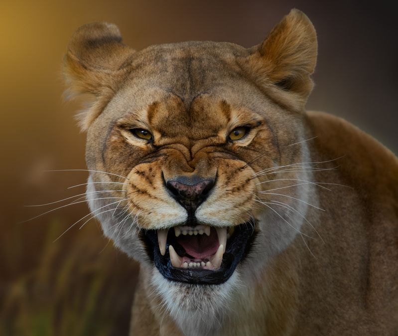 lioness, wildcat Mom is not happyphoto preview