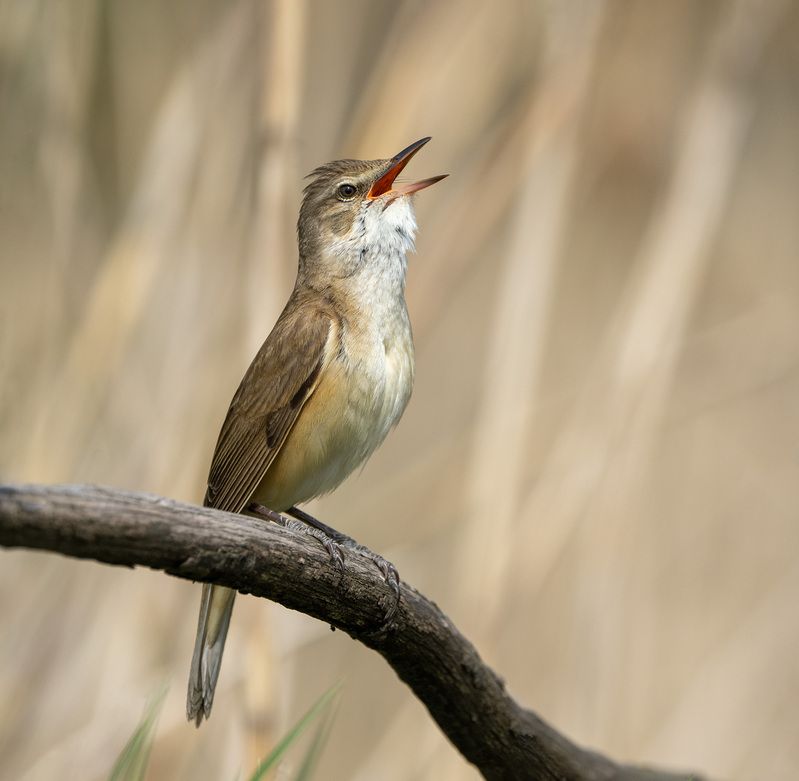 птицы камышовка Дроздовидная камышовкаphoto preview