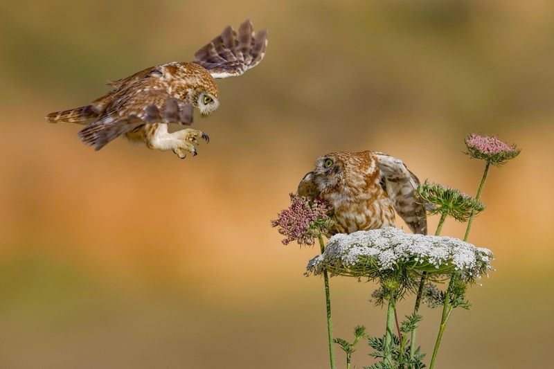 Battle for the flower фото превью