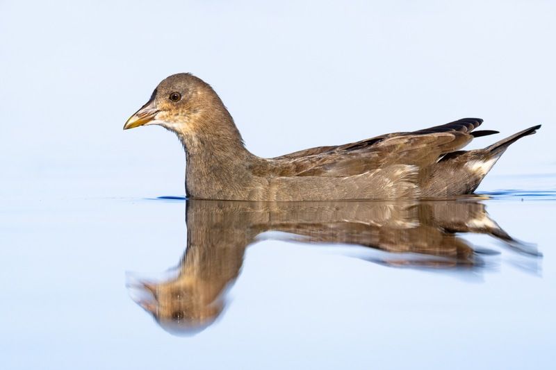 камышница, птицы Камышницаphoto preview