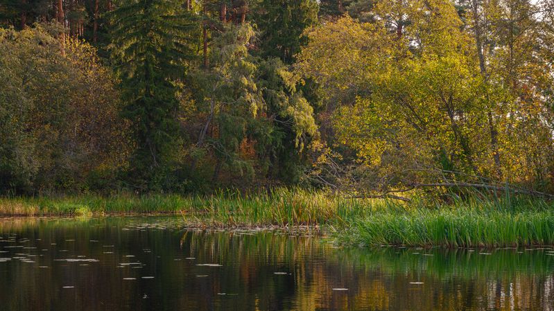 forest, tree, light, foliage, sunlight, autumn, morning, lake, river, water, reflection, evening, season ***photo preview