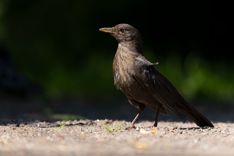 черный дрозд, дрозд, птицы Черный дроздphoto preview