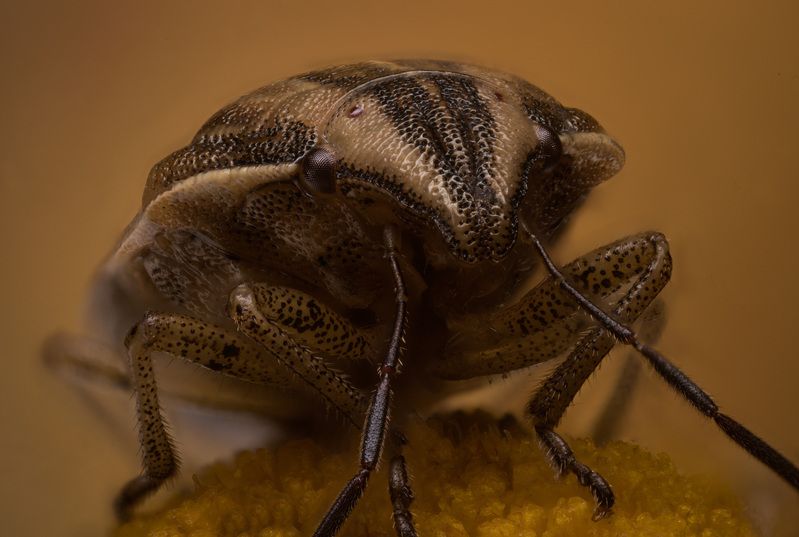 Вредная Черепашкаphoto preview