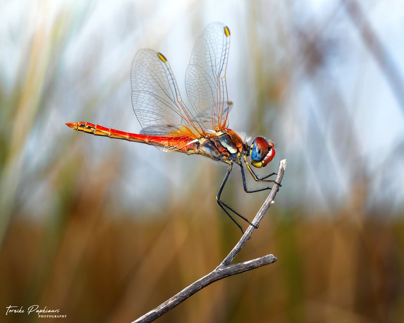 DRAGONFLYphoto preview