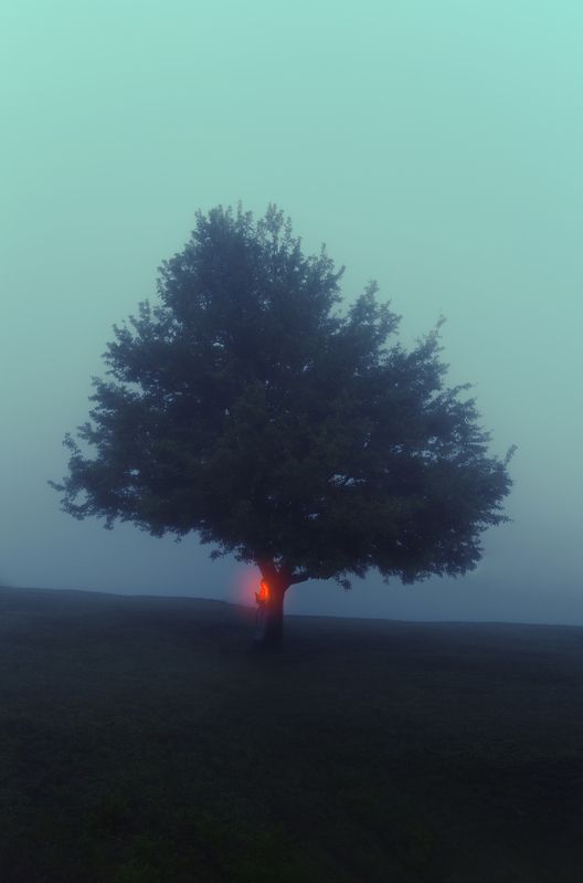 thoughts  the light  sorrow Loneliness forest  fog  limited visionphoto preview