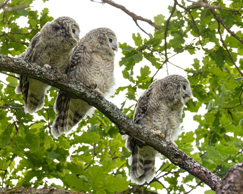 уральская неясыть, длиннохвостая неясыть, совенок, птицы, неясыть Томительное ожидание ужинаphoto preview