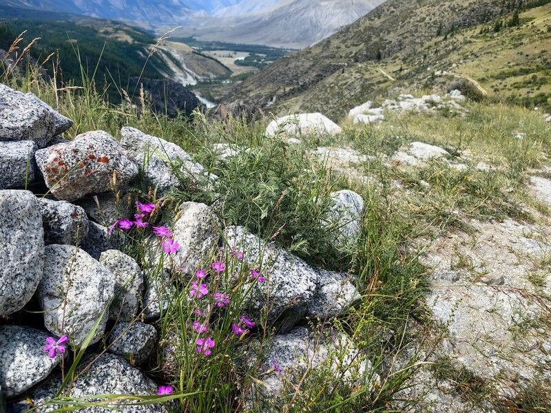 природа,камни,горы,цветы,гвоздика,алтай Гвоздика в горахphoto preview