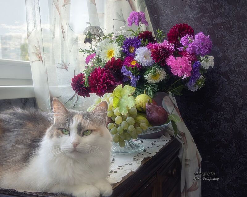 животные, питомцы, кошки, котята, натюрморт, интерьер Участники всех моих натюрмортовphoto preview