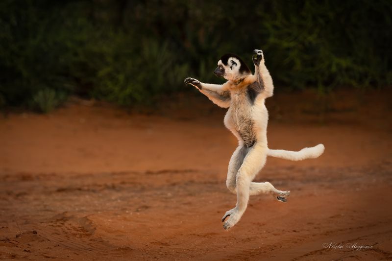 Танцующие сифакиphoto preview