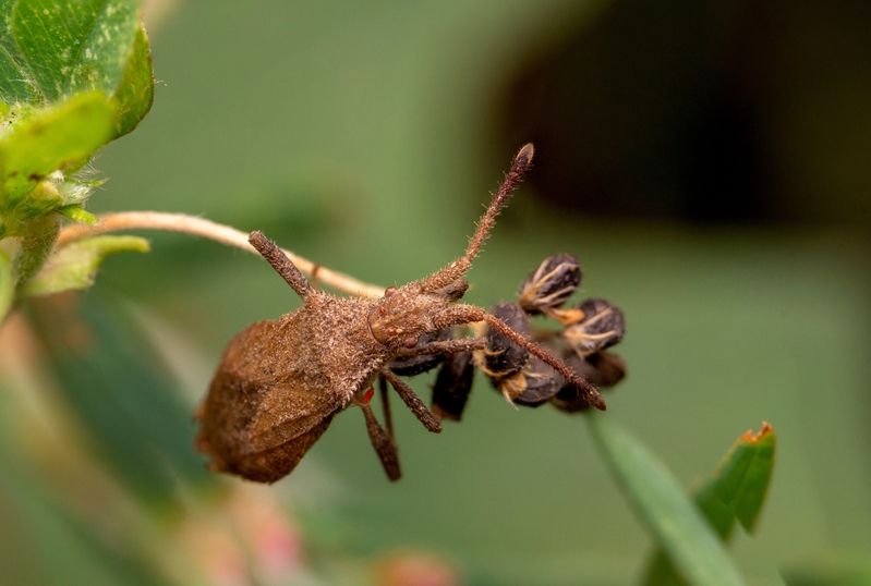 Coriomeris affinisphoto preview