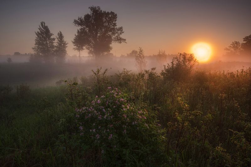 сибирь, лета, утро, рассвет, свет, солнце, природа Встречая светphoto preview
