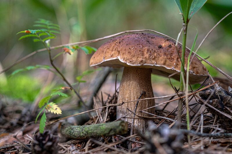 лето гриб растения В лесу. Август.photo preview