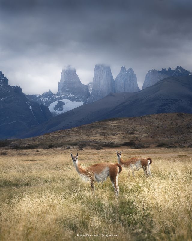 Патагонияphoto preview