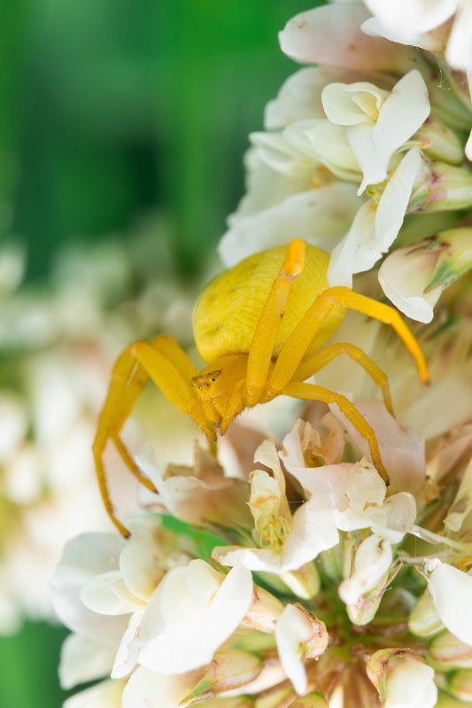 Цветочный паук (Misumena vatia)photo preview