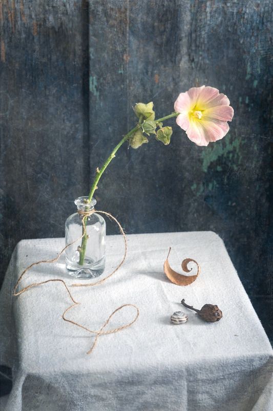 мальва, натюрморт, цветок С мальвойphoto preview