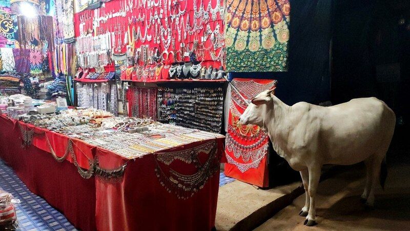 корова, гоа, путешествия, cow, goa, travel, to buy, shopping For shopping 2photo preview
