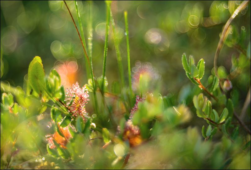 Росянкиphoto preview