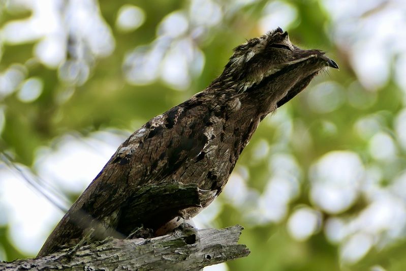 Animals, Common potoo, Birds, Costa Rica, Wild Life, Bokeh, Rare bird, Обыкновенный поту, Птицы,  Это не ветка и не коряга, а редкая птица обыкновенный поту в Коста Рике.photo preview