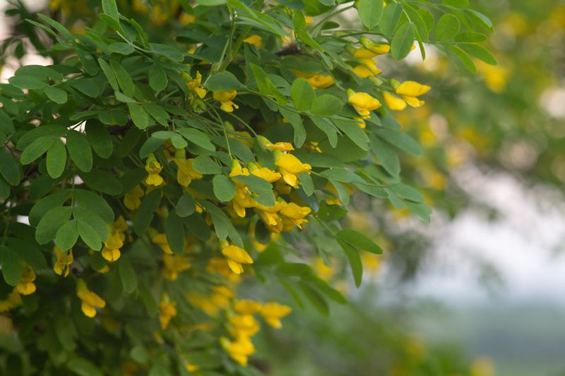 Акацияphoto preview