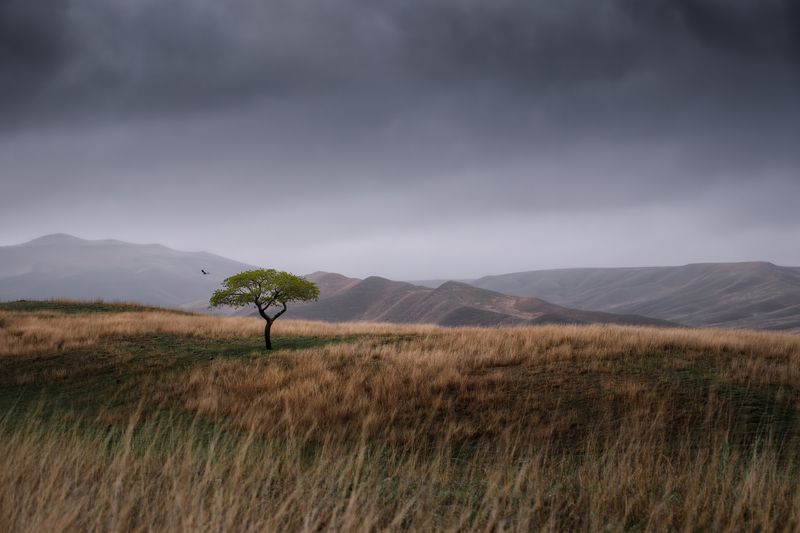 Lonely treephoto preview