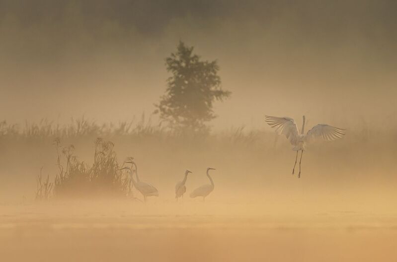 Czapla biała w mglisty poranekphoto preview