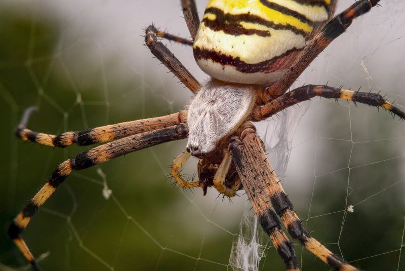 Argiope bruennichiphoto preview
