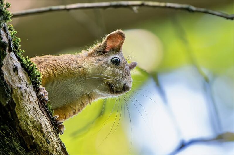 фото превью