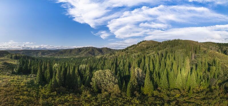 Алтай, лес, лето, горы Алтайский крайphoto preview