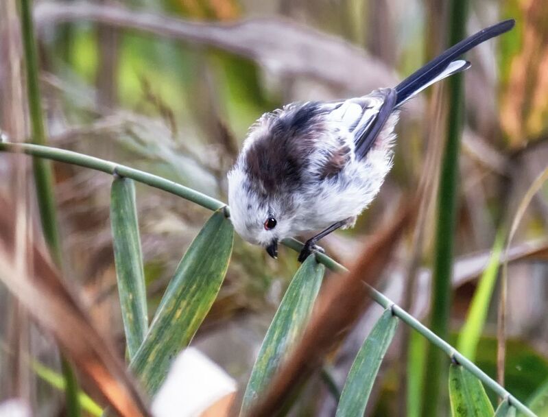 птица, ополовник, Ополовник. (2 ФОТО)photo preview