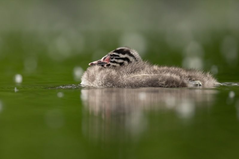 чомга, птицы, поганка, большая поганка, птенец Чомганенок фото превью