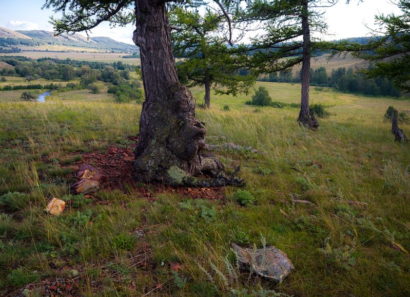 чуднО-приветливое деревоphoto preview