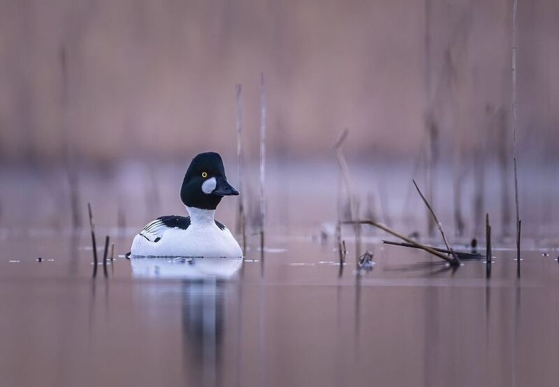 Gągołphoto preview