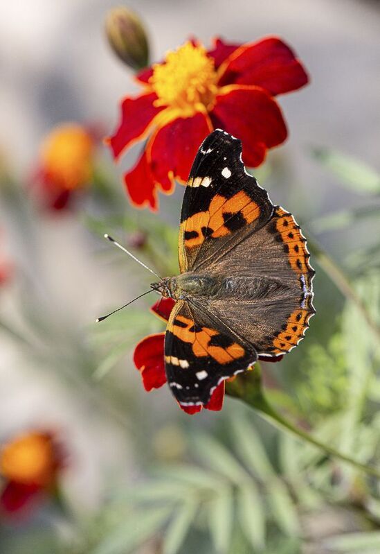 бабочка vanessa indica индийский адмирал На бархатцах фото превью