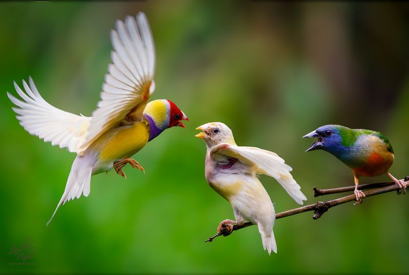 фото превью