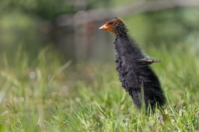 птицы, лысуха, птенец, лысенок, лысята На постуphoto preview