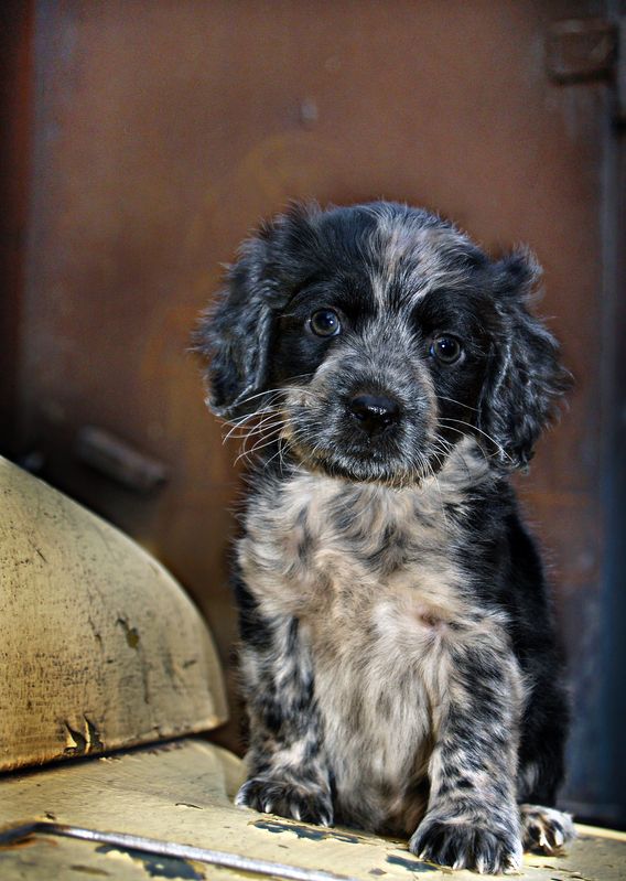abashkin sergey, абашкин сергей, собака, кутёнок, щенок photo preview