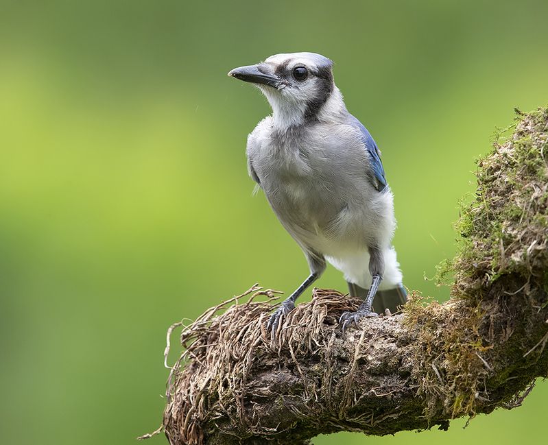 сойка, голубая сойка, jay, blue jay Blue Jay, Juvenile - Молодая Голубая Сойкаphoto preview