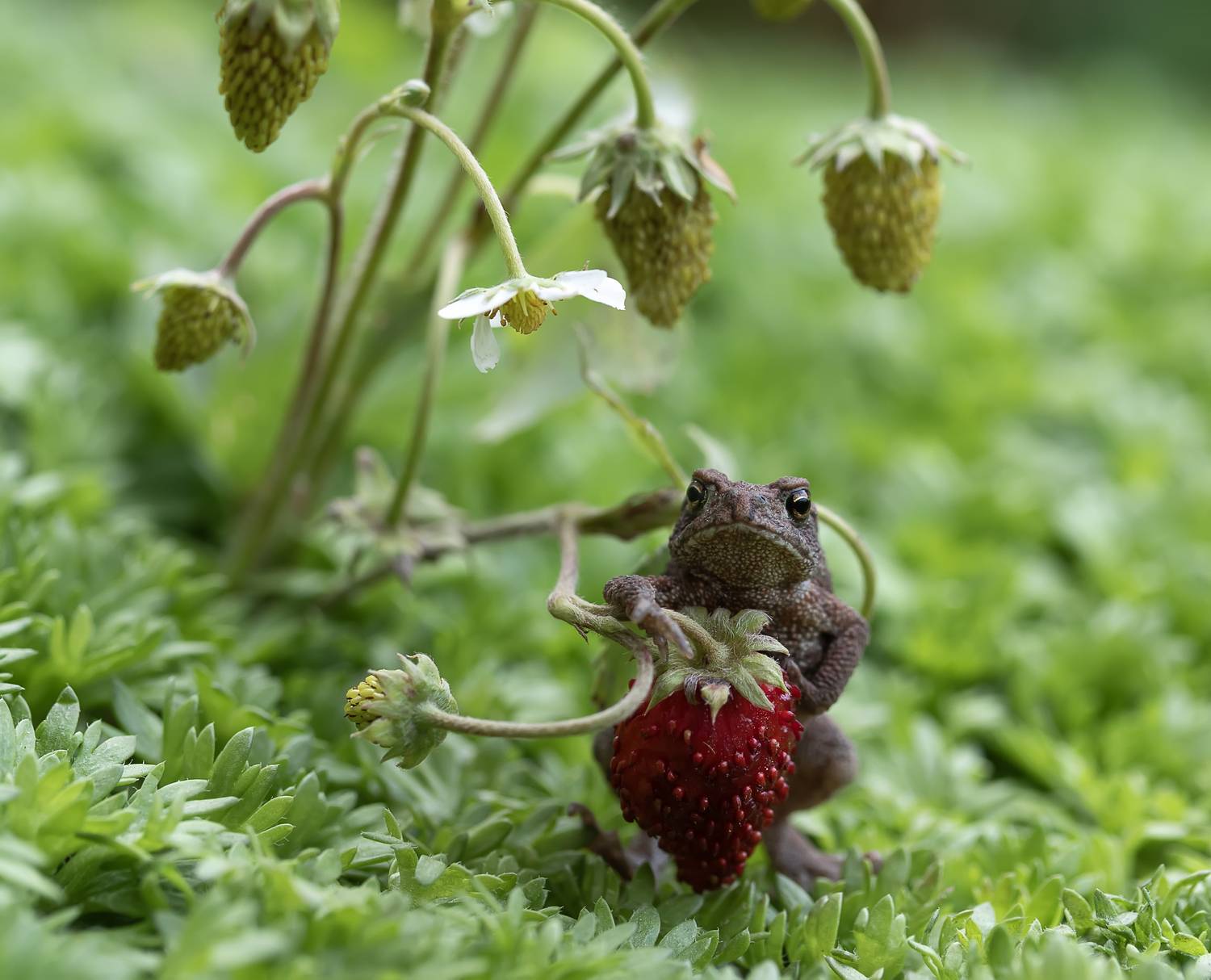 Чудо земляничное). Автор: Татьяна Феденкова жаба, земляника, Татьяна Феденкова