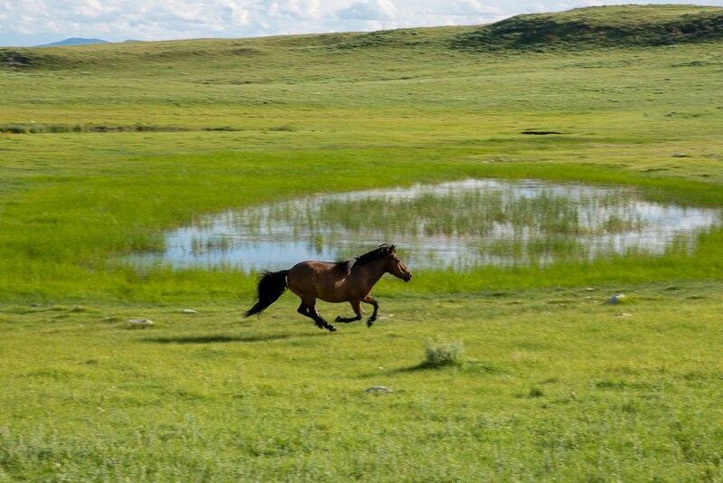 монголия, горы, лето, облака, озеро, горы, лошадь Скорее к табунуphoto preview
